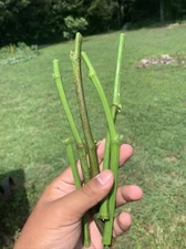 5 FIG TREE CUTTINGS -FRESH- From Fruiting Tree 8 in Each Organic