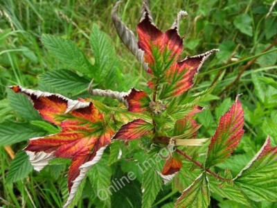 Foto 6x4 farbige Blätter, Cranny An Oghmagh noch nicht mal Herbst! c2010