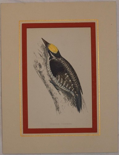 Morris Woodpecker Tridattilo Three Toed Woodpecker Watered Birds Ornithology - Picture 2 of 2