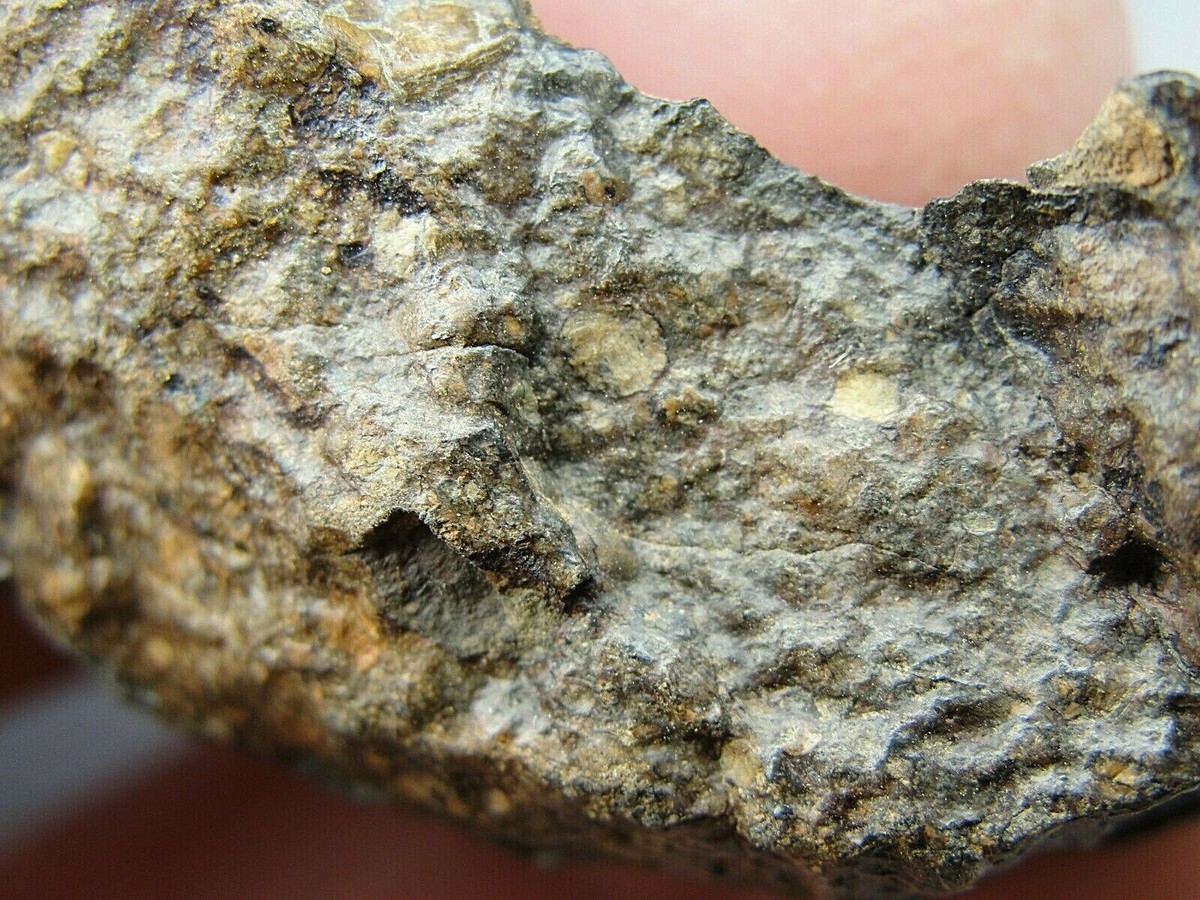 NWA 10588 Carbonaceous CK3 Chondrite - G654-0005 - 27.46g w