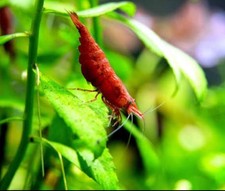 10 1 Fire Red Cherry Shrimp- Freshwater Neocaridina Aqarium Shrimp Live