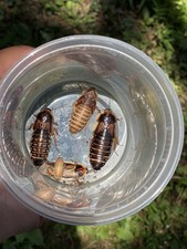 Live Dubia Roaches Starter Colony - 25 Count 20 Females, 5 Males 