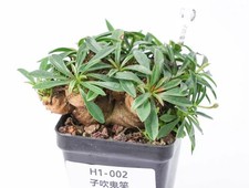 Pot 6.5cm Rare Cacti Plant Euphorbia ecklonii Random Caudex Decor