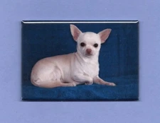CHIHUAHUA *2X3 FRIDGE MAGNET* DOG PET MAN'S BEST FRIEND K9 PUPPY LAPDOG PURSE