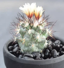 Turbinicarpus gielsdorfianus Gymnocactus gielsdorfianus Cactus ownroot 