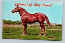 Vintage Cardinal of King Ranch Quarter Horse Postcard by Frank Whaley