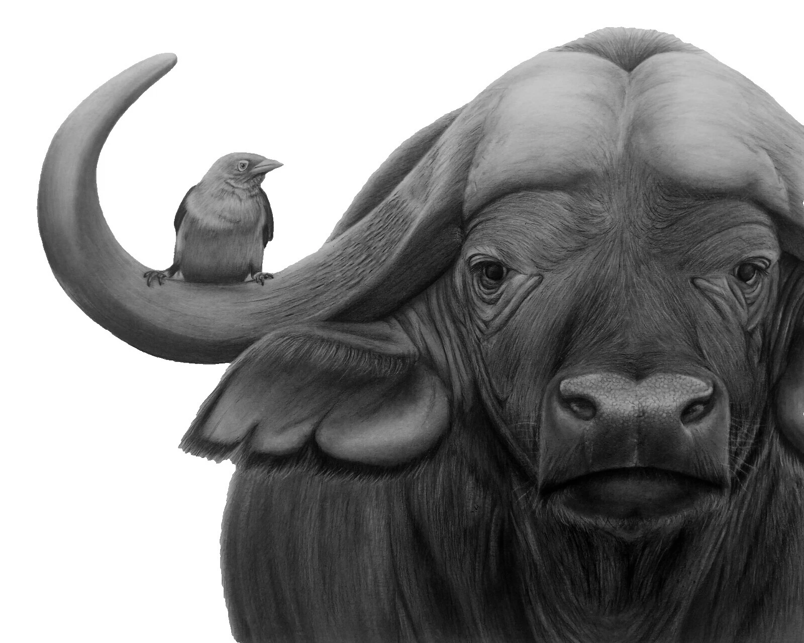 Realism Animals Art Drawings