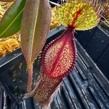 Nepenthes hamata - Dark Form - Tambusisi - BCP Nepenthes hamata - Dark Form - Tambusisi - BCP - Image 1