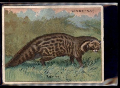CIVET-CAT 1909 T29 ANIMALS HASSAN CIGARETTES