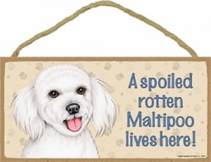maltipoo ebay