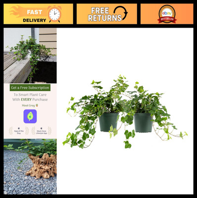 Live English Ivy 6-Inch 2-Pack - Fast-Growing Air-Purifying Vine