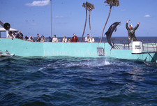 Marineland Florida 1962 Marine Studios Dolphin Jumping Kodachrome Color Slide #2