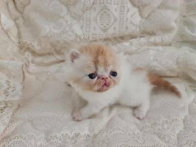 gumtree exotic shorthair