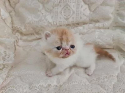 exotic shorthair kittens for sale gumtree