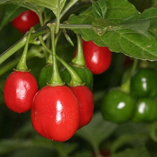 Pimenta do Bode Hot Pepper 10 selected seeds
