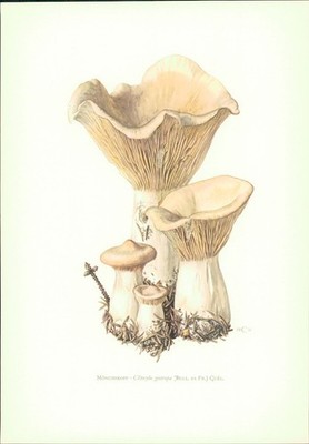 Pilze - Claus Caspari : Mönchskopf - Clitocybe geotropa (Bull, ex Fr.) Quel. Off