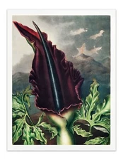 The Dragon Arum 1807 Temple of Flora Botanical Art Print - Wall Decor