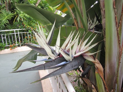 GIANT WHITE~Bird of Paradise~Strelitzia Nicholai~ROOTED PLANT~10-12 inches tall - Picture 11 of 12
