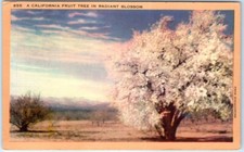 Postcard - A California Fruit Tree in Radiant Blossom, USA