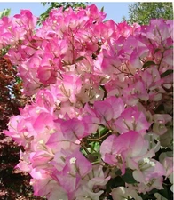 Cherry Blossom Live Bougainvillea SMALL Rooted starter/plug plant*