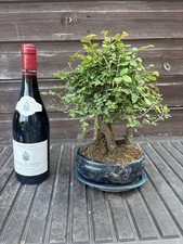 Bonsai Tree's Chinese Elm Grouping x 3 - 12 Yrs with Pot & Plate