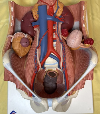 #ad 3B Scientific K32 Dual Sex 6 part Urinary System Kidney Bladder 3B Smart Anatomy $189.99