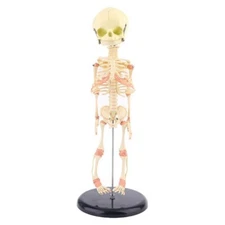 Life Size Realistic Baby Bucky HUMAN FETAL SKELETON Horror Prop Replica on Stand