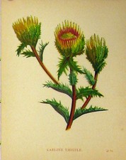 Original Old Antique Print Carline Thistle Plant C1880 Colour Botanical