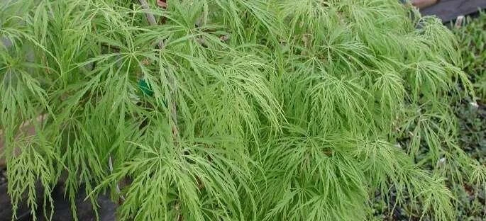 Waterfall Green Laceleaf Weeping Japanese Maple - Live Plant - ( 2.5 QT ) - Image 3 of 4