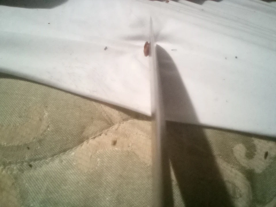 Cuchillo de Lucha Bowe Protector de Corte de Latón Mango de Arce Diseño Buck Original Foto 3 de 4