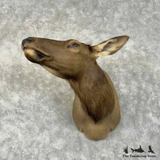#30660 WC | Rocky Mountain Cow Elk Taxidermy Shoulder Mount For Sale