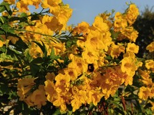 100 Yellow Elder  Trumpet Flower  Esperanza Seeds - Tecoma stans - Fast Growing
