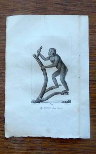 19th century animal engraving - the pongo (orangutan) 1825