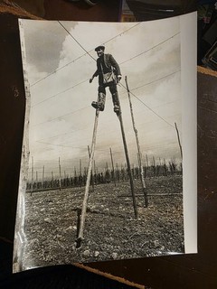 BERTRAM BISHOP 65 HOPFENBESAITUNG AUF 18FT STELZEN. PRESSEFOTO 21x21cm