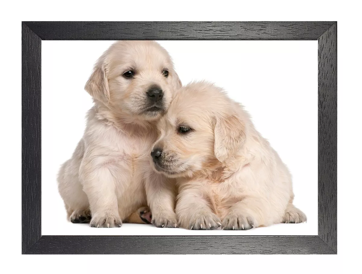 Ebay golden retriever cheap puppies for sale