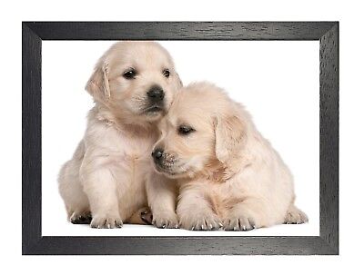 Droll Golden Retriever Puppies Cutest