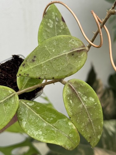 Hoya RHM 14-1 (Rare)💖~Established Indoor/Outdoor Plant🌿 - Picture 2 of 8