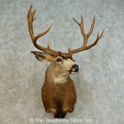 #16519 P | Mule Deer Taxidermy Shoulder Mount For Sale | eBay