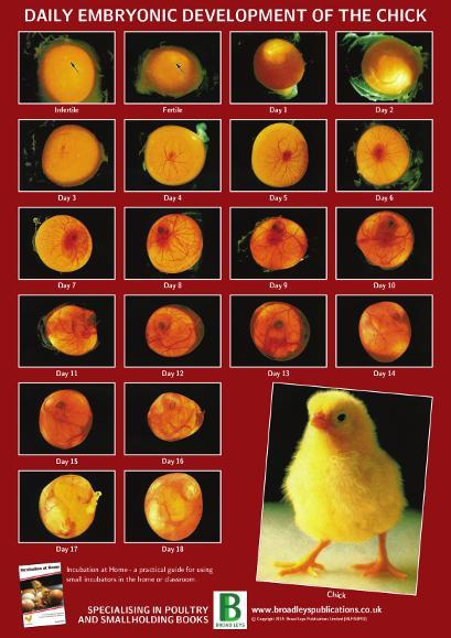 Daily Embryonic Development of the Chicken 42cm X 29.5cm A3 