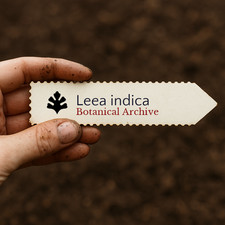 Leea indica | Bandicoot Berry | 100 SEEDS -  - SEMI Bacca bandicoot | Leea