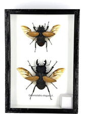TAXIBUGS Real Beetle Display Taxidermy Odontolabis Elegans Insect Bug Entomology