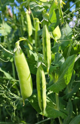20+Super Sugar Snap Pea Seeds Green Sweet pea Garden Pea Heirloom Fresh USA  | eBay