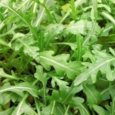 Sylvetta Arugula Seeds | Heirloom / Non-GMO | Free Shipping | Seed Store | 1175