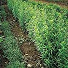 Russian Tarragon Seeds  25 Seed Packet   More Heirloom, Organic, Non GMO, Ve