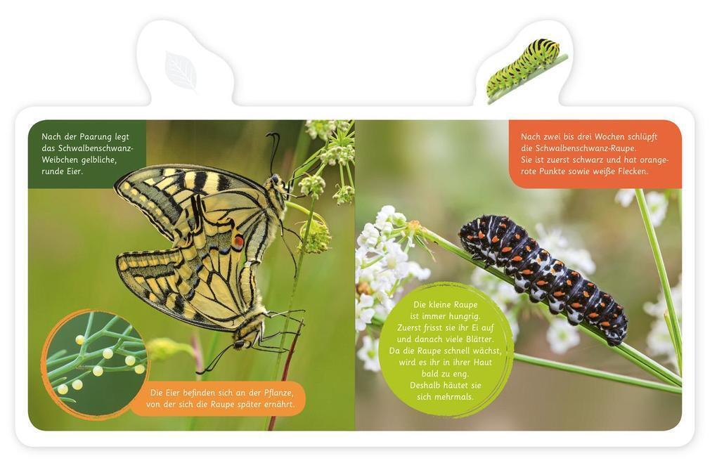 Thumbnail - Mein Kleines Tier-lexikon - Der Schmetterling | Hannah Kastenhuber |