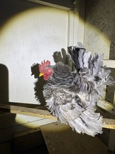 Serama Chicken Hatching Eggs 5 . PLEASE READ DESCRIPTION. PRESALE