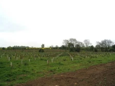 Photo 6x4 New oak plantation Thistleton/SK9117 An earlier plantation (or c2006