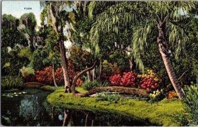 Winter Haven FL Cypress Gardens Old Wishing Tree Lagoon Vintage Postcard