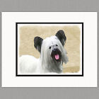 Skye Terrier Dog Original Art Print 8x10 Matted to 11x14