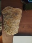 Real Fossilized Wood 2.5 Lb — photo 2